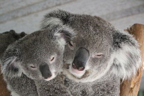 Featherdale Wildlife Park General Admission - Accommodation Melbourne 4