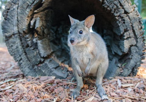 Featherdale Wildlife Park General Admission - Accommodation Melbourne 5