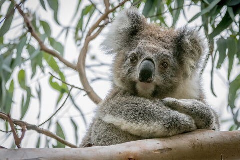 Great Ocean Road & Grampians National Park Tour - 3 Days, 2 Nights - Accommodation Melbourne 2