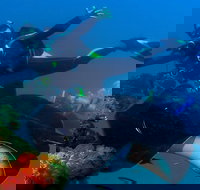 Scuba Dive the S.S. Yongala Wreck on the Great Barrier Reef. - Accommodation Melbourne